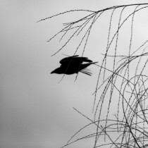 05 85D9585 Vogel 05 85D9585 Vogel