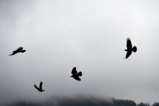 78 85D0565 78 85D0565