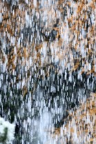 Herbstla rche bei Schneefall l 2020 Herbstla rche bei Schneefall l 2020
