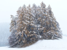 La  rchengruppe bei Schneefall l  2020 B 23279