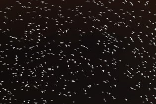 02 m z 323 kopie